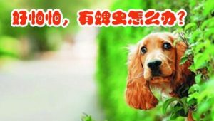 狗狗拉活虫怎么办？狗狗吃了驱虫药拉活虫-警犬训练器材厂家 _警犬训练用品_工作犬训练用品-南京开久警犬装备