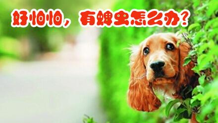 狗狗拉活虫怎么办？狗狗吃了驱虫药拉活虫 - 警犬训练器材厂家 _警犬训练用品_工作犬训练用品-南京开久警犬装备-警犬训练器材厂家 _警犬训练用品_工作犬训练用品-南京开久警犬装备