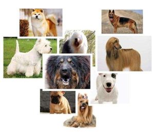 小狗进化(小狗进化史)-警犬训练器材厂家 _警犬训练用品_工作犬训练用品-南京开久警犬装备