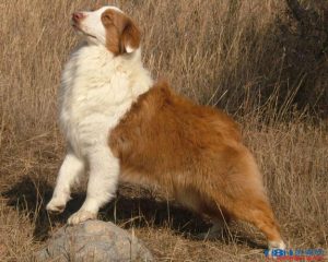 法兰德斯畜牧犬(法兰德斯畜牧犬 *** )-警犬训练器材厂家 _警犬训练用品_工作犬训练用品-南京开久警犬装备
