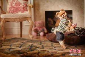 世界上最可爱的狗(最温顺的狗狗排名榜)-警犬训练器材厂家 _警犬训练用品_工作犬训练用品-南京开久警犬装备