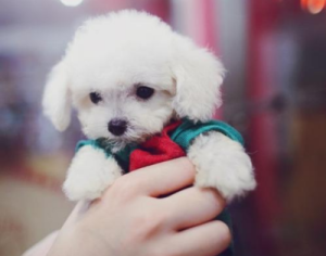 茶杯犬好养活吗(茶杯犬是什么品种)-警犬训练器材厂家 _警犬训练用品_工作犬训练用品-南京开久警犬装备