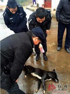 狗伤人派出所怎么处理(派出所逮的狗怎么处理)-警犬训练器材厂家 _警犬训练用品_工作犬训练用品-南京开久警犬装备