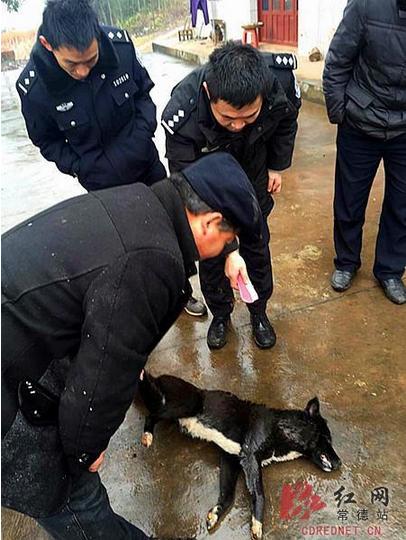 狗伤人派出所怎么处理(派出所逮的狗怎么处理) - 警犬训练器材厂家 _警犬训练用品_工作犬训练用品-南京开久警犬装备-警犬训练器材厂家 _警犬训练用品_工作犬训练用品-南京开久警犬装备