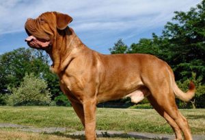 如何让狗长得更大？如何让自己几把长得更大-警犬训练器材厂家 _警犬训练用品_工作犬训练用品-南京开久警犬装备