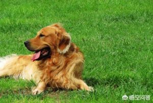 狗的特征(狗的特征有哪些外貌)-警犬训练器材厂家 _警犬训练用品_工作犬训练用品-南京开久警犬装备