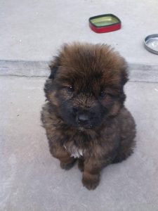 藏獒和土狗串(藏獒和土狗串串)-警犬训练器材厂家 _警犬训练用品_工作犬训练用品-南京开久警犬装备