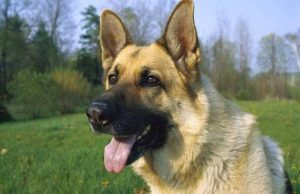 牧羊犬种类  牧羊犬种类-警犬训练器材厂家 _警犬训练用品_工作犬训练用品-南京开久警犬装备