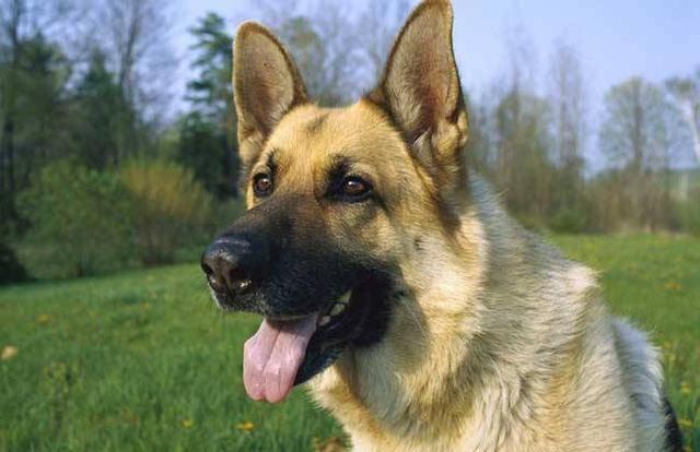 牧羊犬种类 牧羊犬种类 - 警犬训练器材厂家 _警犬训练用品_工作犬训练用品-南京开久警犬装备-警犬训练器材厂家 _警犬训练用品_工作犬训练用品-南京开久警犬装备