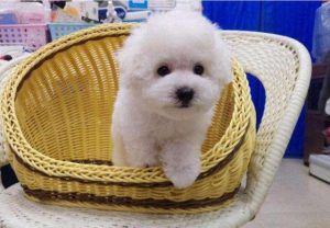 卷毛比熊犬的价格_法国卷毛比熊犬-警犬训练器材厂家 _警犬训练用品_工作犬训练用品-南京开久警犬装备