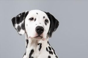 大麦町犬_大麦町犬为什么禁养-警犬训练器材厂家 _警犬训练用品_工作犬训练用品-南京开久警犬装备