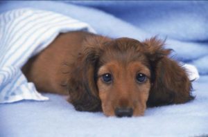 小狗半夜狂叫几声就死了(小狗半夜狂叫的原因)-警犬训练器材厂家 _警犬训练用品_工作犬训练用品-南京开久警犬装备