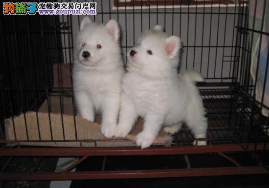 小狐狸狗叫什么名字(白色的小狐狸狗叫什么) - 警犬训练器材厂家 _警犬训练用品_工作犬训练用品-南京开久警犬装备-警犬训练器材厂家 _警犬训练用品_工作犬训练用品-南京开久警犬装备