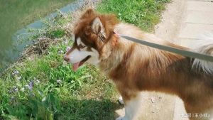 阿拉斯加犬打架实力(阿拉斯加犬和马犬打架)-警犬训练器材厂家 _警犬训练用品_工作犬训练用品-南京开久警犬装备