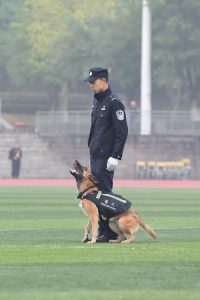 警犬算警察吗(把警察训练成警犬)-警犬训练器材厂家 _警犬训练用品_工作犬训练用品-南京开久警犬装备