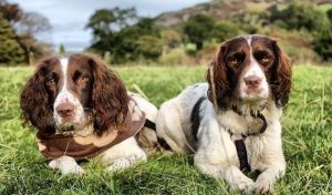狩猎型史宾格犬用途(史宾格犬怎么训练狩猎)-警犬训练器材厂家 _警犬训练用品_工作犬训练用品-南京开久警犬装备