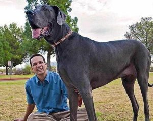 世界最大的犬种(世界最大的犬种)-警犬训练器材厂家 _警犬训练用品_工作犬训练用品-南京开久警犬装备