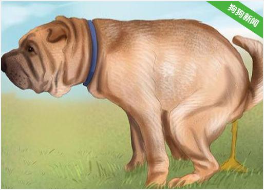 宠物狗上火了怎么办？宠物狗 *** 怎么办 - 警犬训练器材厂家 _警犬训练用品_工作犬训练用品-南京开久警犬装备-警犬训练器材厂家 _警犬训练用品_工作犬训练用品-南京开久警犬装备