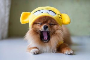 小狐狸狗(小狐狸狗狗)-警犬训练器材厂家 _警犬训练用品_工作犬训练用品-南京开久警犬装备