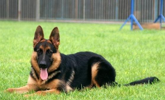 阿尔萨斯牧羊犬 阿尔萨斯牧羊犬 *** - 警犬训练器材厂家 _警犬训练用品_工作犬训练用品-南京开久警犬装备-警犬训练器材厂家 _警犬训练用品_工作犬训练用品-南京开久警犬装备