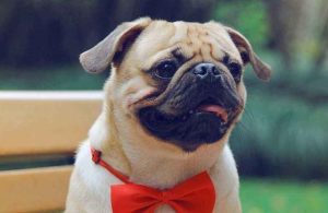 巴哥犬怎么养最好(巴哥犬喂什么最好)-警犬训练器材厂家 _警犬训练用品_工作犬训练用品-南京开久警犬装备