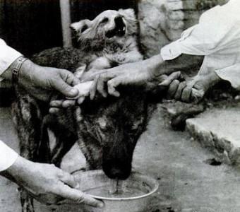 双头犬结局(双头娃娃大结局) - 警犬训练器材厂家 _警犬训练用品_工作犬训练用品-南京开久警犬装备-警犬训练器材厂家 _警犬训练用品_工作犬训练用品-南京开久警犬装备