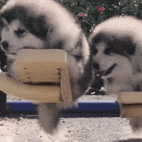 小狗还能干什么？小狗在哪里干什么造句-警犬训练器材厂家 _警犬训练用品_工作犬训练用品-南京开久警犬装备