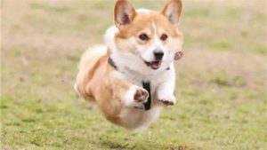 阿根廷杜高犬价格(阿根廷杜高犬vs美洲狮)-警犬训练器材厂家 _警犬训练用品_工作犬训练用品-南京开久警犬装备