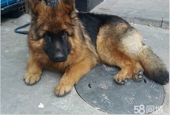 德国牧羊犬长毛和短毛(长毛德国牧羊犬幼犬) - 警犬训练器材厂家 _警犬训练用品_工作犬训练用品-南京开久警犬装备-警犬训练器材厂家 _警犬训练用品_工作犬训练用品-南京开久警犬装备