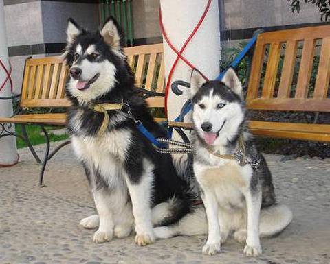 阿拉斯加犬和哈士奇的区别，阿拉斯加犬和哈士奇的区别是什么 - 警犬训练器材厂家 _警犬训练用品_工作犬训练用品-南京开久警犬装备-警犬训练器材厂家 _警犬训练用品_工作犬训练用品-南京开久警犬装备