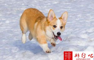 小型犬品种大全分类(小型犬品种大全 排名)-警犬训练器材厂家 _警犬训练用品_工作犬训练用品-南京开久警犬装备