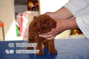 纯种泰迪犬怎么分辨(怎么分辨是不是小体的泰迪犬)-警犬训练器材厂家 _警犬训练用品_工作犬训练用品-南京开久警犬装备