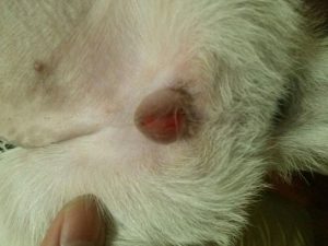 狗狗老是舔小便的地方怎么回事(狗狗为什么老舔尿的地方)-警犬训练器材厂家 _警犬训练用品_工作犬训练用品-南京开久警犬装备