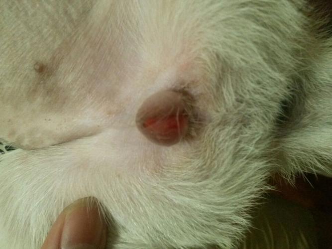 狗狗老是舔小便的地方怎么回事(狗狗为什么老舔尿的地方)-警犬训练器材厂家 _警犬训练用品_工作犬训练用品-南京开久警犬装备