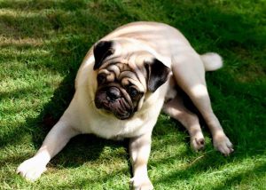 巴哥犬怎么养(巴哥犬长什么样)-警犬训练器材厂家 _警犬训练用品_工作犬训练用品-南京开久警犬装备