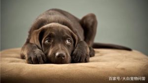 犬猫库兴氏综合征(犬库兴氏综合征临床表现)-警犬训练器材厂家 _警犬训练用品_工作犬训练用品-南京开久警犬装备