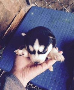 蓝色眼睛的狗品种大全(蓝色眼睛的猫品种)-警犬训练器材厂家 _警犬训练用品_工作犬训练用品-南京开久警犬装备