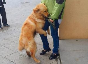 金毛狗 *** (小金毛)-警犬训练器材厂家 _警犬训练用品_工作犬训练用品-南京开久警犬装备