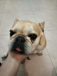 第一次竟然给了一只狗(第一次竟然给了一只狗双性)-警犬训练器材厂家 _警犬训练用品_工作犬训练用品-南京开久警犬装备