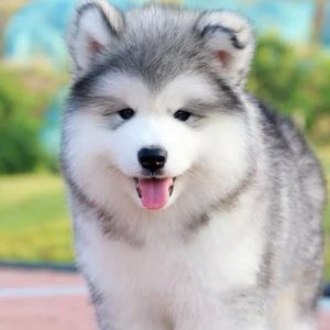 雪橇犬是什么狗(拉雪橇犬是什么狗)-警犬训练器材厂家 _警犬训练用品_工作犬训练用品-南京开久警犬装备