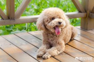 狗狗一晚偷吃16颗鸡蛋肚子撑成球(狗狗一晚偷吃16颗鸡蛋肚子撑成球m)-警犬训练器材厂家 _警犬训练用品_工作犬训练用品-南京开久警犬装备