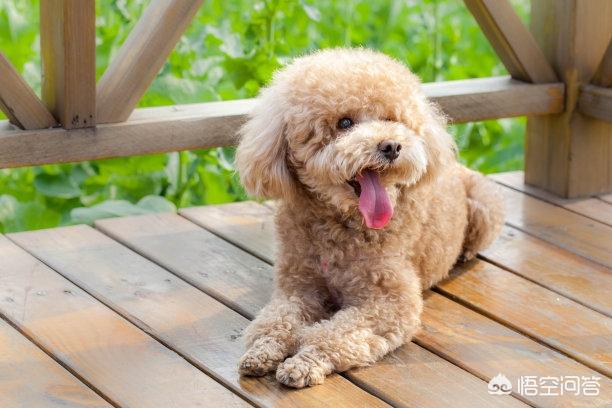 狗狗一晚偷吃16颗鸡蛋肚子撑成球(狗狗一晚偷吃16颗鸡蛋肚子撑成球m) - 警犬训练器材厂家 _警犬训练用品_工作犬训练用品-南京开久警犬装备-警犬训练器材厂家 _警犬训练用品_工作犬训练用品-南京开久警犬装备