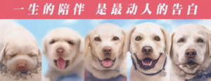*** 里宠物比较好听的狗狗名字-警犬训练器材厂家 _警犬训练用品_工作犬训练用品-南京开久警犬装备
