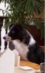 爱丁堡边牧犬舍价格(青岛爱丁堡边牧)-警犬训练器材厂家 _警犬训练用品_工作犬训练用品-南京开久警犬装备