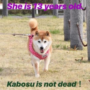 神烦狗doge，神烦狗动画片巫妖王-警犬训练器材厂家 _警犬训练用品_工作犬训练用品-南京开久警犬装备