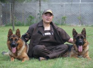 中国有哪些著名犬舍(俄罗斯有哪些著名犬舍)-警犬训练器材厂家 _警犬训练用品_工作犬训练用品-南京开久警犬装备