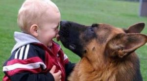 牧养犬智商_德国牧养犬-警犬训练器材厂家 _警犬训练用品_工作犬训练用品-南京开久警犬装备