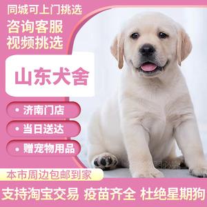 狗狗网站(狗狗网站有哪些)-警犬训练器材厂家 _警犬训练用品_工作犬训练用品-南京开久警犬装备