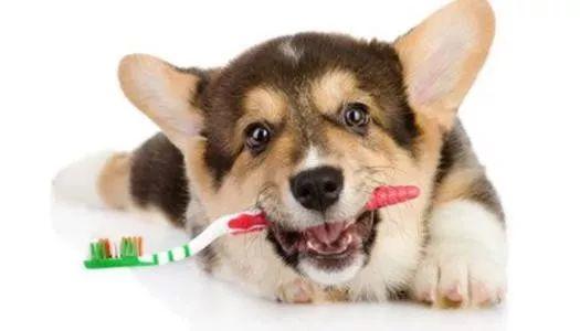 狗鼻子干裂出血怎么办(狗鼻子干裂出血怎么回事) - 警犬训练器材厂家 _警犬训练用品_工作犬训练用品-南京开久警犬装备-警犬训练器材厂家 _警犬训练用品_工作犬训练用品-南京开久警犬装备