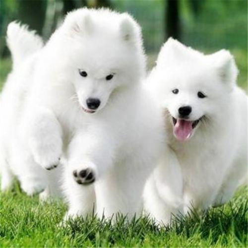 中国宠物犬排名(宠物犬排名及 *** 大全) - 警犬训练器材厂家 _警犬训练用品_工作犬训练用品-南京开久警犬装备-警犬训练器材厂家 _警犬训练用品_工作犬训练用品-南京开久警犬装备